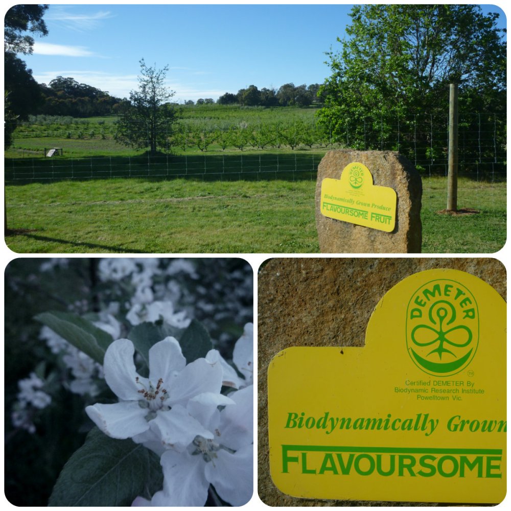 collage mill springs 1