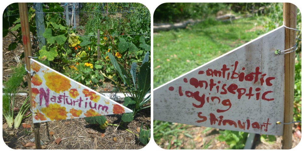 collage mullum comm garden perm 3