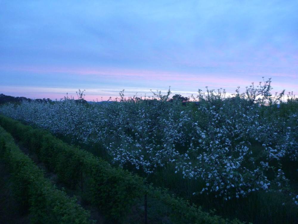P1030477 cherry rows and berries