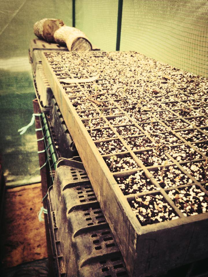future feeders seedlings