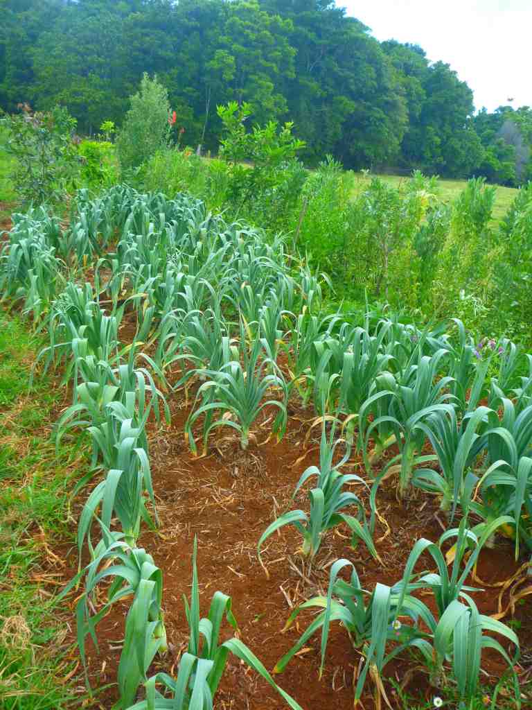 the famunity garlic swale