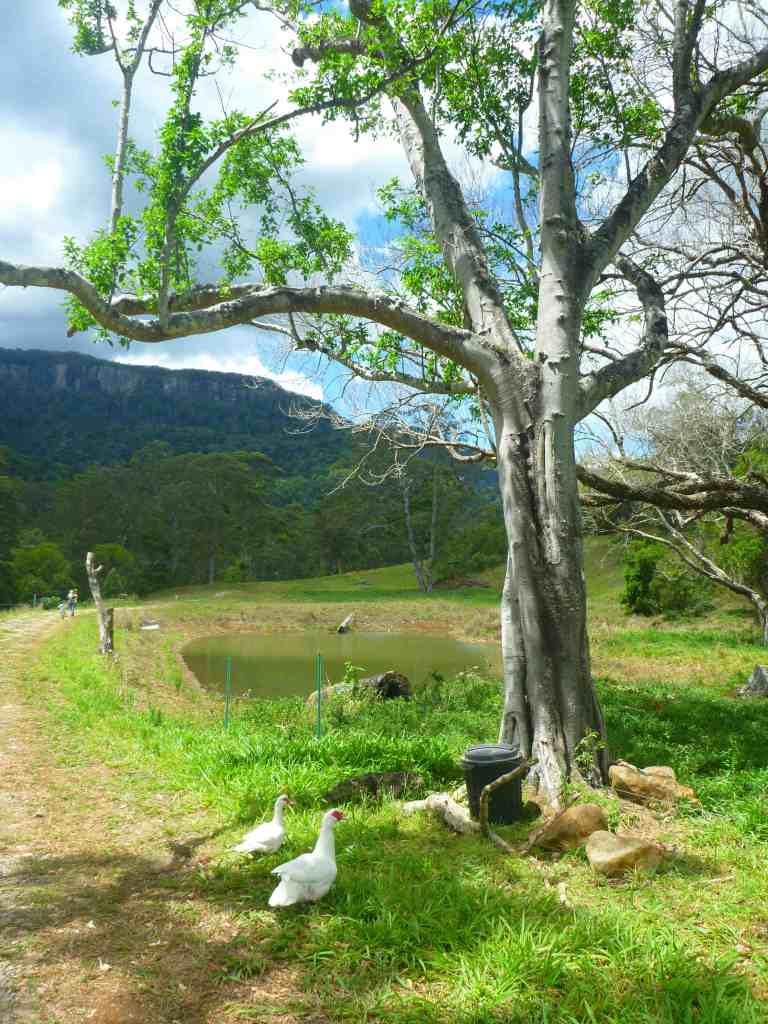 the famunity pond and gumtree ducks
