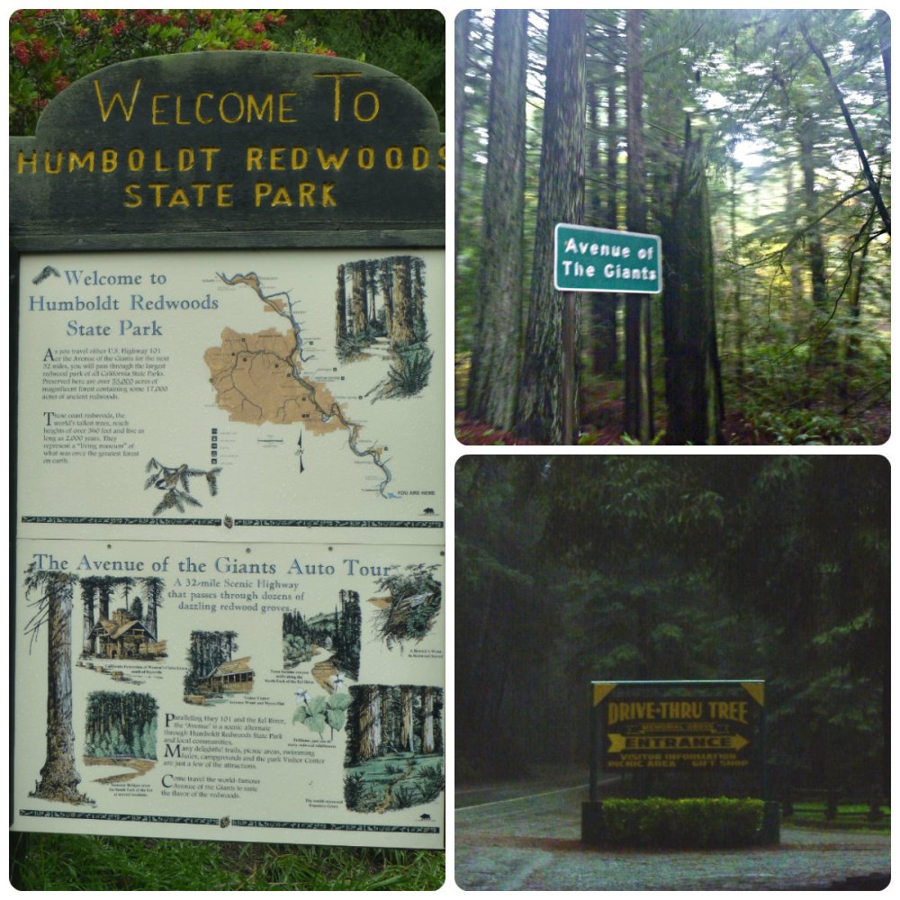 collage redwood signs
