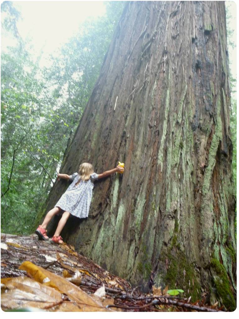 emma hug tree redwoods
