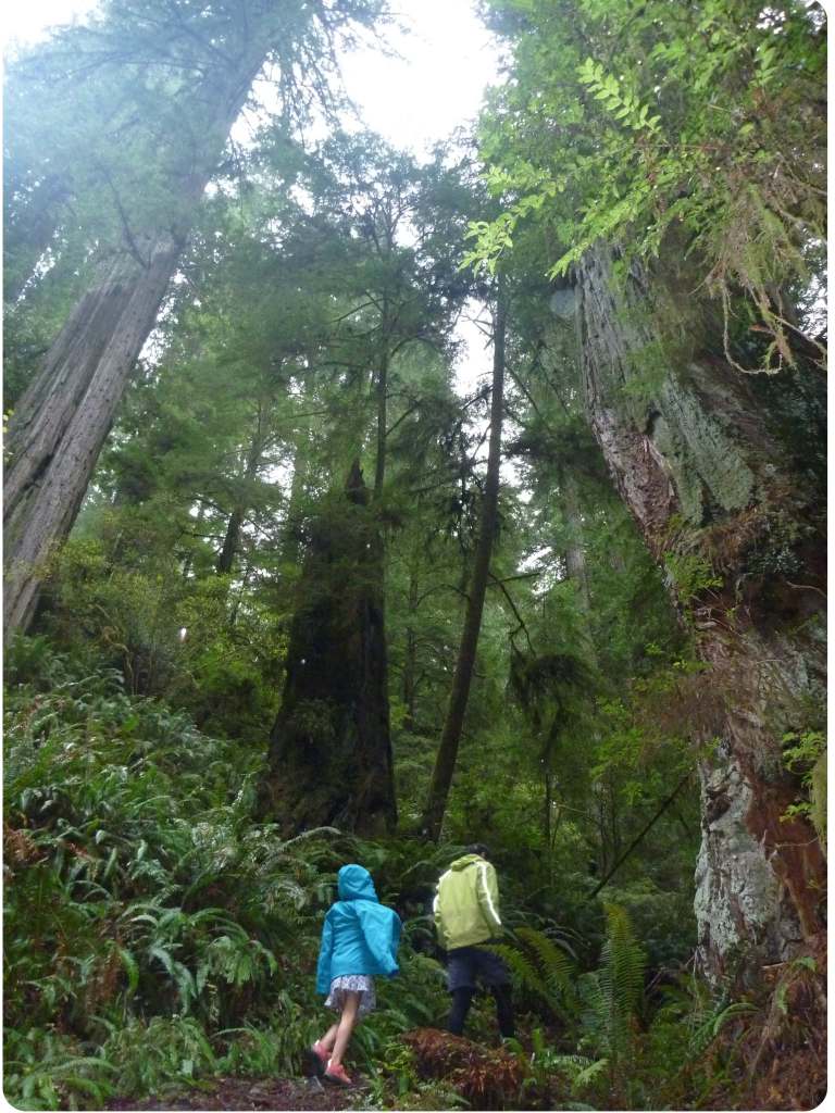 emma mic loop walk redwoods