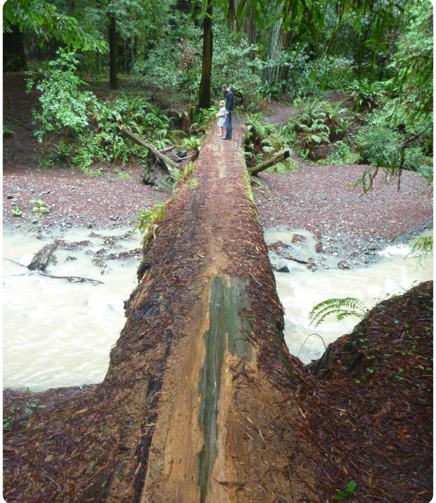 fallen tree creek crossing 2