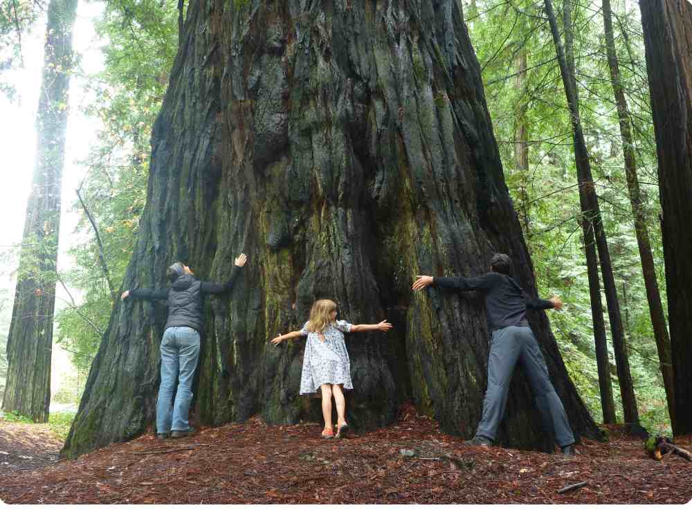 mic mel emma hug tree redwoods