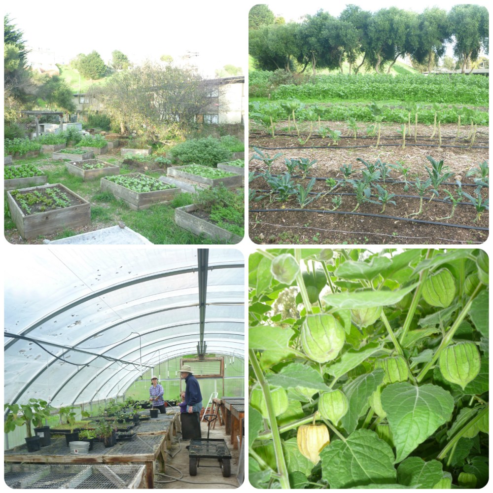 collage Alemany Farm 1