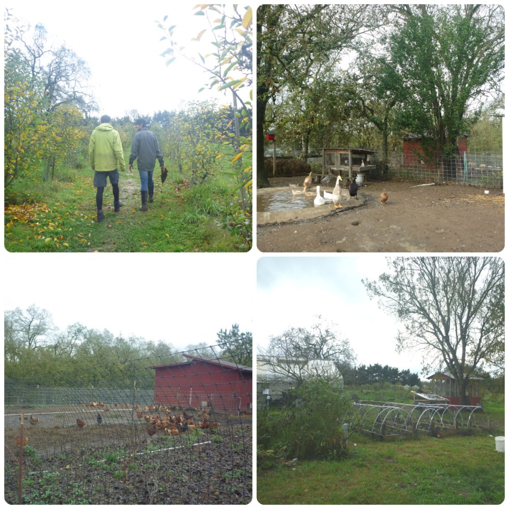 collage farm walk